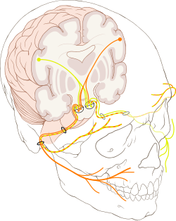 Nervus facialis