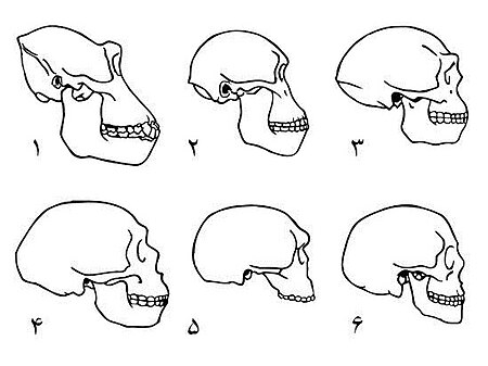 ไฟล์:Craniums of Homo fa.jpg