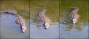 Trois images d'un crocodile dans l'eau à différents stades de la séquence de nage alors qu'il se propulse avec sa queue.