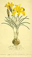 Crocus angustifolius (Cloth of gold) from Curtis's Botanical Magazine, 1803