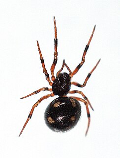 <i>Crustulina</i> Genus of spiders