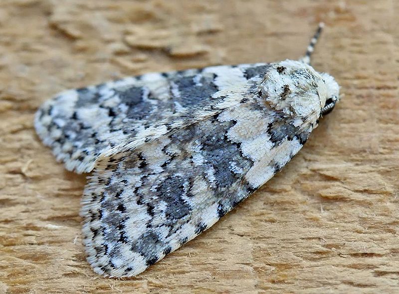 File:Cryphia domestica01.jpg