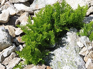 Cryptogrammoideae Subfamily of ferns