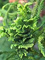 Cryptomeria japonica 'Cristata', Szydlica japońska 'Cristata', 2019-06-09