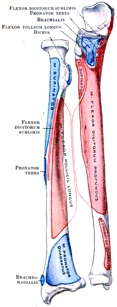 File:Cunningham’s Text-book of Anatomy (1914) - Fig 204.png