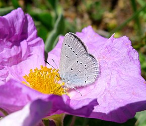 A kép leírása Cupido Lorquinii.  szárnyak - Flickr - gailhampshire.jpg.