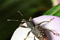 English: Unidentified Curculionidae beetle. Photo taken in Ubatuba, Brazil Português: Besouro da Família Curculionidae fotografado em Ubatuba, SP, Brasil