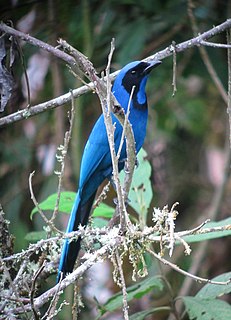 Black-collared jay Species of bird