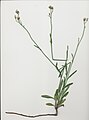 Cyanthillium cinereum plant3 DC - Flickr - Macleay Grass Man.jpg
