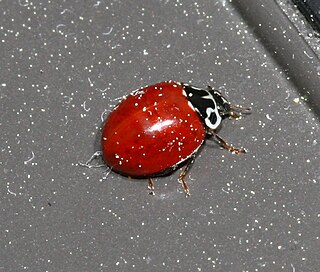 <i>Cycloneda polita</i> Species of beetle