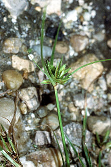 Cyperus compressus inflorescence Cyperus compressus NRCS-1.jpg