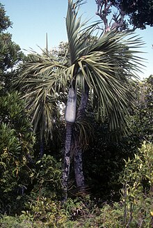 Cyphokentia cerifera.jpg 