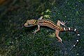 Gecko Cyrtodactylus oldhami.