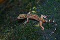 Cyrtodactylus oldhami - Khao Sok National Park