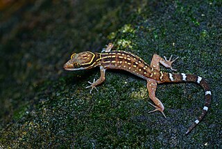 Oldhams bow-fingered gecko