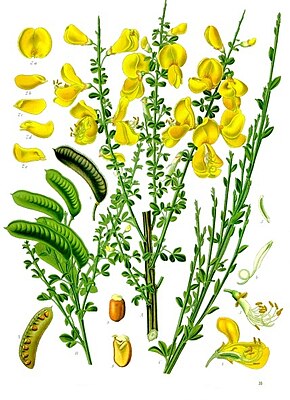 Description de l'image Cytisus_scoparius_-_Köhler–s_Medizinal-Pflanzen-200.jpg.