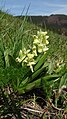 Dactylorhiza sambucina Germany - Gütenbach