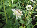 Dahlia 'Eveline'