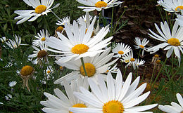 Argirantema (Argyranthemum frutescens)