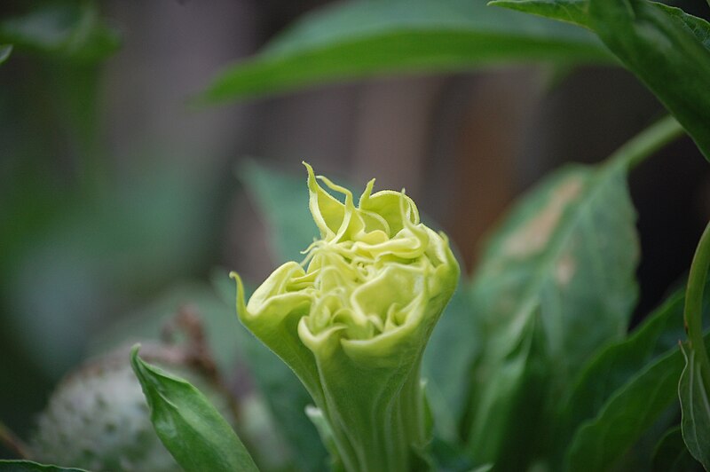 File:Datura metel en el Vivero Forestal de Chimbote 04.jpg