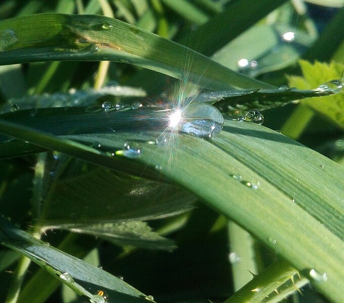 File:Day-lily and evening sun.jpg