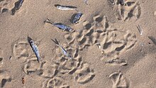 Waterfowl footprints and dead alewives at Whitefish Dunes State Park in 2006. A 2004, study of 10 county beaches counted by far the most birds and bird droppings at Whitefish Dunes, yet it still had the third smallest mean E. coli concentration. Dead alewives on beach with waterfowl footprints at Whitefish Dunes State Park Wisconsin.jpg