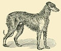 The Deer Hound