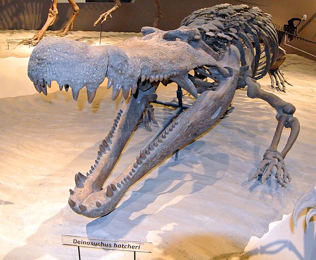 Skeletal mount of the giant crocodylian Deinosuchus from the Late Cretaceous of North America