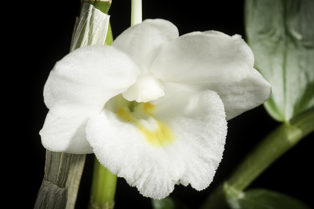 Dendrobium arcuatum