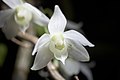 Dendrobium hercoglossum alba colour