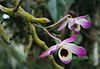 Dendrobium szlachetne