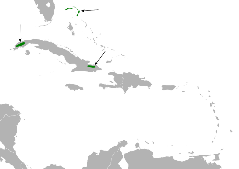 File:Dendroica pityophila map.svg