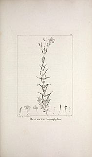 <i>Hypericum heterophyllum</i> Species of flowering plant in the St Johns wort family Hypericaceae