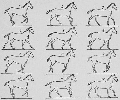 SOME CONSECUTIVE PHASES OF THE CANTER.