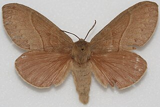 <i>Dicogaster</i> Genus of moths