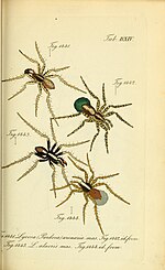 Thumbnail for File:Die Arachniden (Plate DXIV) (8575508418).jpg