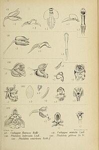 fig. 110 Coelogyne flexuosa fig. 111 Coelogyne miniata fig. 112 Pholidota imbricata fig. 113 Pholidota gibbosa fig. 114 Pholidota ventricosa