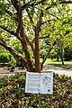 tronc et mention que c'est un arbre de 15 m de haut (Brisban, City Botanic Gardens, Australie)