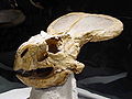 Protoceratops