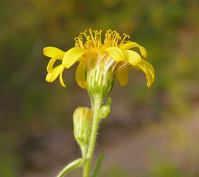 File:Dittrichia viscosa flower (17).jpg