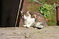 * Nomination A domestic cat on a wood truss. --Barras 19:20, 22 September 2012 (UTC) * Decline Unsharp and CA. As for the composition, I find the dark part of the background rather disturbing. --Kreuzschnabel 17:42, 23 September 2012 (UTC)