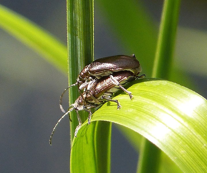 File:Donacia semicuprea. Chrysomelidae - Flickr - gailhampshire.jpg