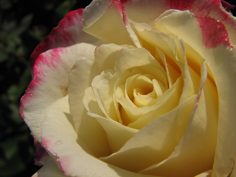 File:Double Delight Rose And Dew Drops (191869724).jpg