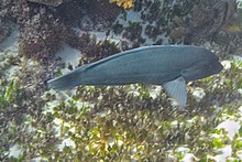 Napoléon (Coris bulbifrons) Lord Howe Island (19657462519) .jpg