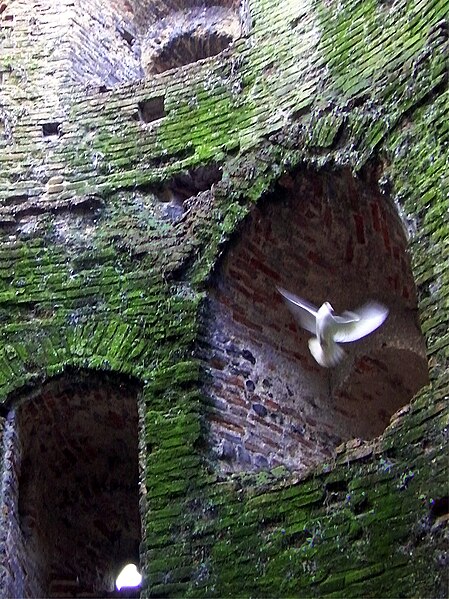 File:Dove in Cow Tower, Norwich, England.jpg