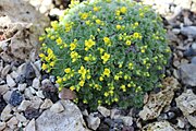 Draba longisiliquaBotanischer Garten München-Nymphenburg