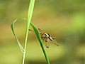 Dragonfly (Rhyothemis variegata).jpg