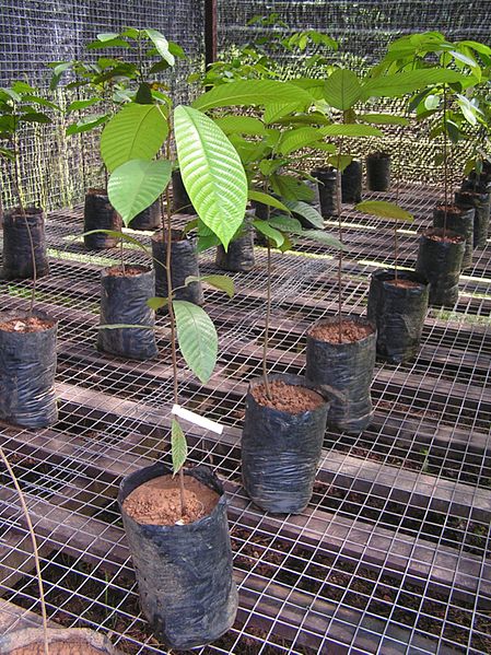 File:Drought seedlings (14504479674).jpg