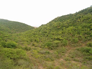 East Deccan dry evergreen forests