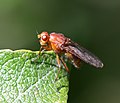 Dryomyzid fly - Flickr - S. Rae (2).jpg